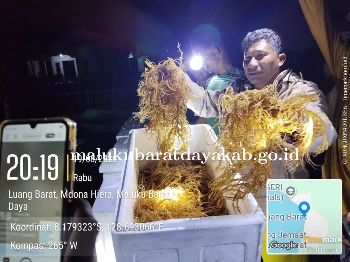 Budidaya Rumput Laut MBD Diperkuat, KKP Salurkan 600 Kg Bibit Kultur Jaringan